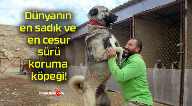 Dünyanın en sadık ve en cesur sürü koruma köpeği!