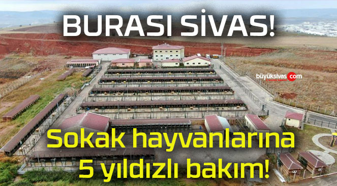 Sokak hayvanlarına 5 yıldızlı bakım!