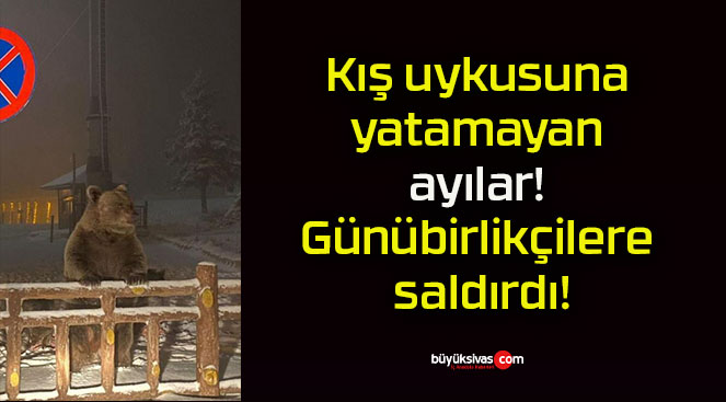 Kış uykusuna yatamayan ayılar! Günübirlikçilere saldırdı!