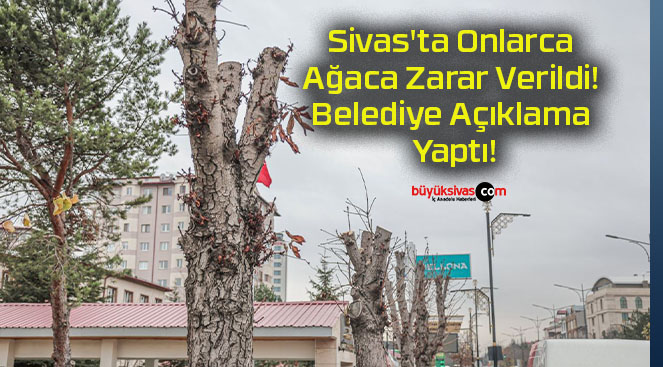 Sivas’ta Onlarca Ağaca Zarar Verildi! Belediye Açıklama Yaptı!