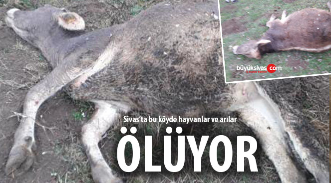 Sivas’ta büyükbaş ve bal arısı ölümleri…
