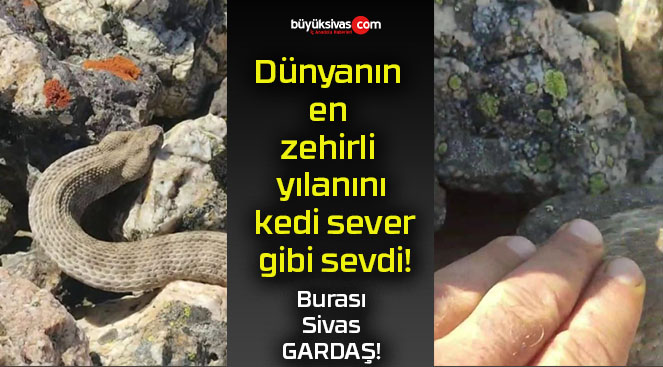 Dünyanın en zehirli yılanını kedi sever gibi sevdi!