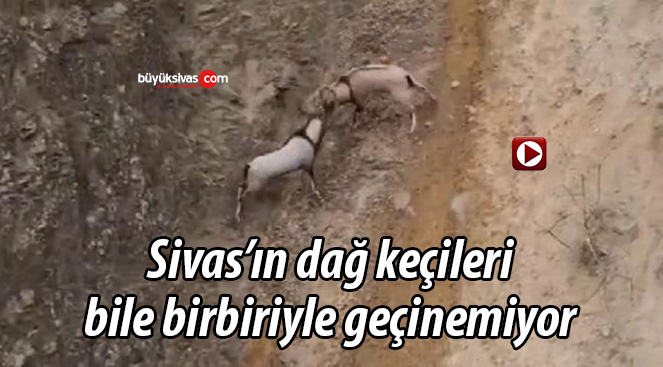 Sivas’ta dağ keçilerinin kavgası böyle görüntülendi