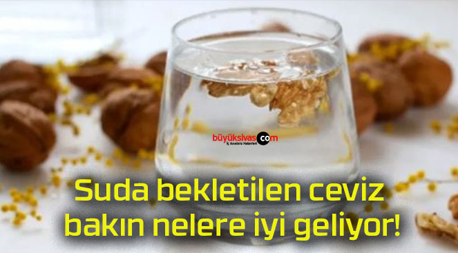 Suda bekletilen ceviz bakın nelere iyi geliyor!