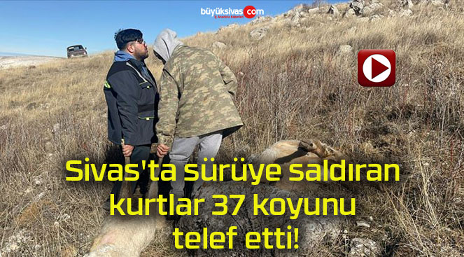 Sivas’ta sürüye saldıran kurtlar 37 koyunu telef etti!