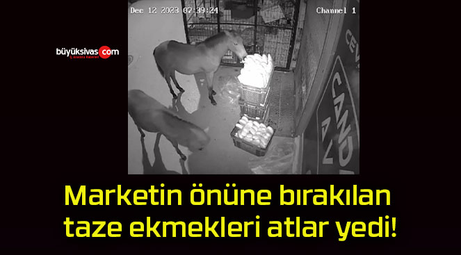 Marketin önüne bırakılan taze ekmekleri atlar yedi!
