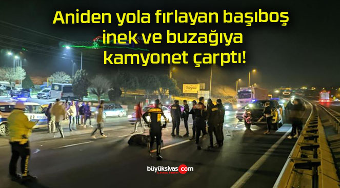 Aniden yola fırlayan başıboş inek ve buzağıya kamyonet çarptı!