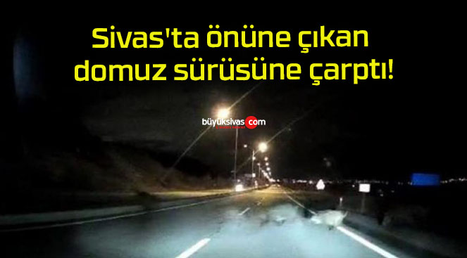 Sivas’ta önüne çıkan domuz sürüsüne çarptı!