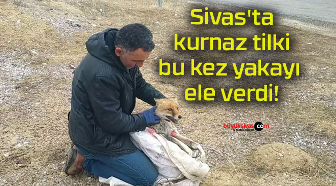 Sivas’ta kurnaz tilki bu kez yakayı ele verdi!