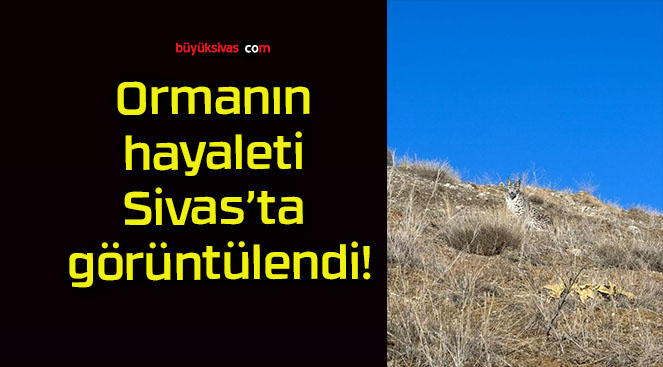 görüntü