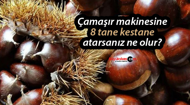 kestane
