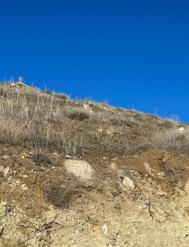 Ormanın hayaleti Sivas’ta görüntülendi!