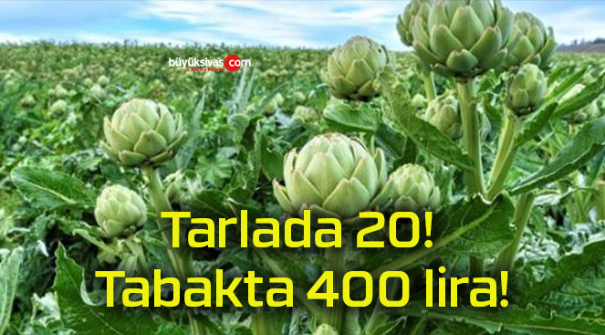 Tarlada 20! Tabakta 400 lira!