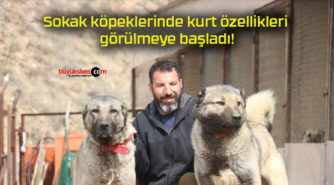 Sokak köpeklerinde kurt özellikleri görülmeye başladı!