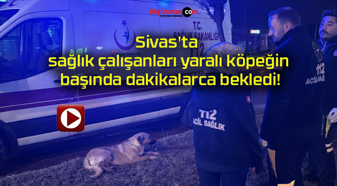 Sivas’ta sağlık çalışanları yaralı köpeğin başında dakikalarca bekledi!