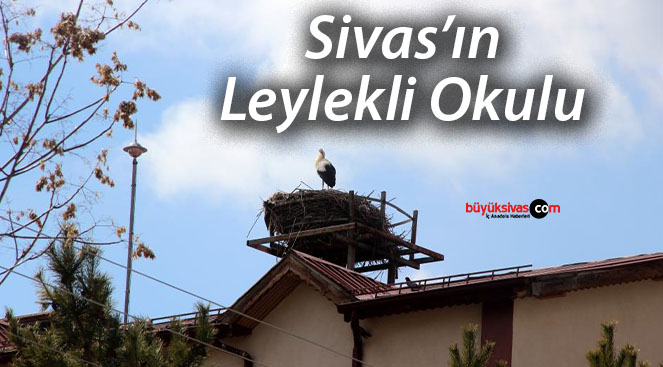 Leylekli okulun maskotu haline gelen leylekler yuvasına yerleşti