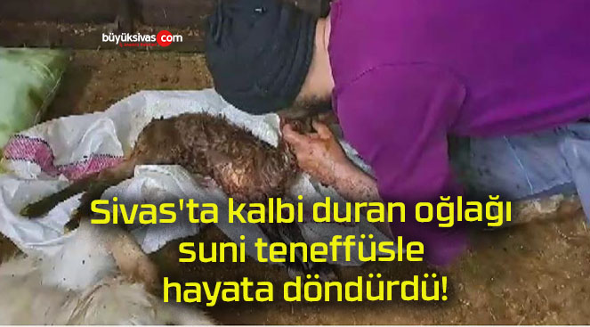 Sivas’ta kalbi duran oğlağı suni teneffüsle hayata döndürdü!