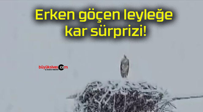 sürpr