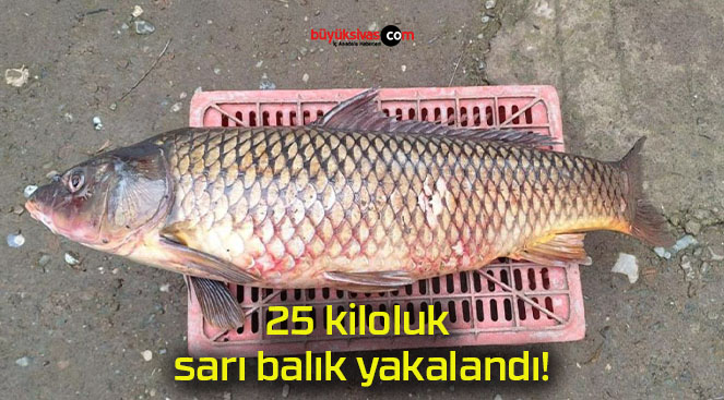 25 kiloluk sarı balık yakalandı!