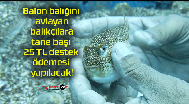 Balon balığını avlayan balıkçılara tane başı 25 TL destek ödemesi yapılacak!