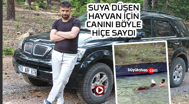 Sivaslı yiğido suya düşen hayvanı böyle kurtardı