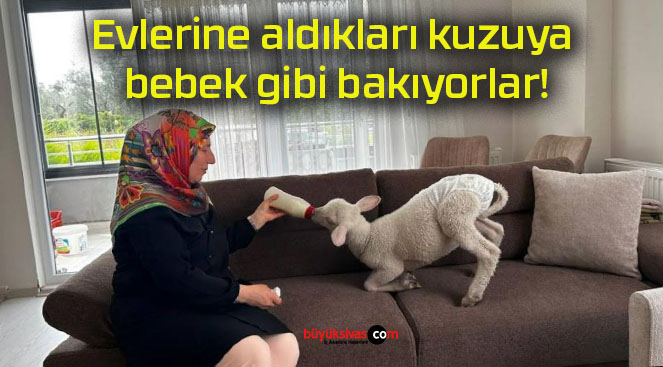Evlerine aldıkları kuzuya bebek gibi bakıyorlar!