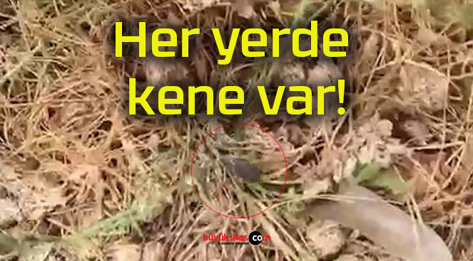 Her yerde kene var!