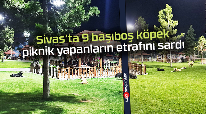 Sivas’ta 9 başıboş köpek piknik yapanların etrafını sardı