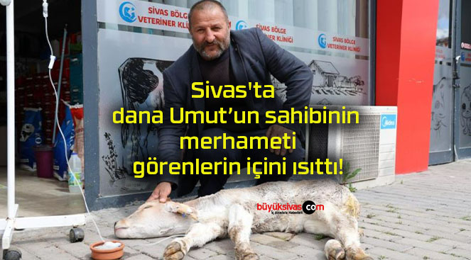 Sivas’ta dana Umut’un sahibinin merhameti görenlerin içini ısıttı!