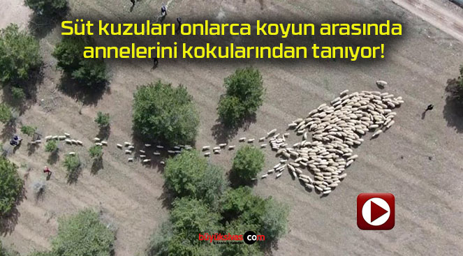 Süt kuzuları onlarca koyun arasında annelerini kokularından tanıyor!