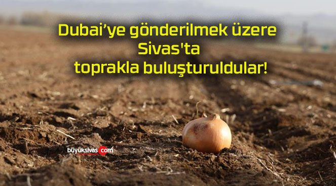 Dubai’ye gönderilmek üzere Sivas’ta toprakla buluşturuldular!