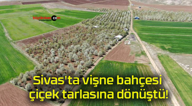 Sivas’ta vişne bahçesi çiçek tarlasına dönüştü!