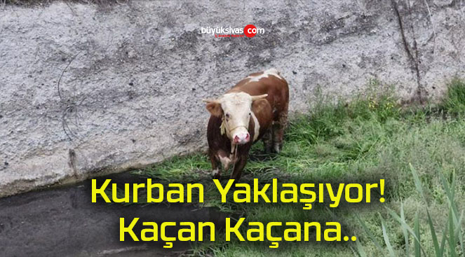 Ahırdan kaçan kurbanlık ortalığı birbirine kattı!