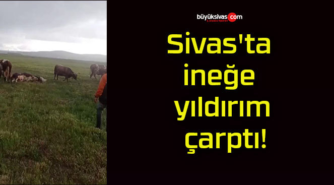 Sivas’ta ineğe yıldırım çarptı!