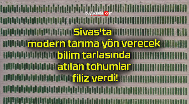 filizs