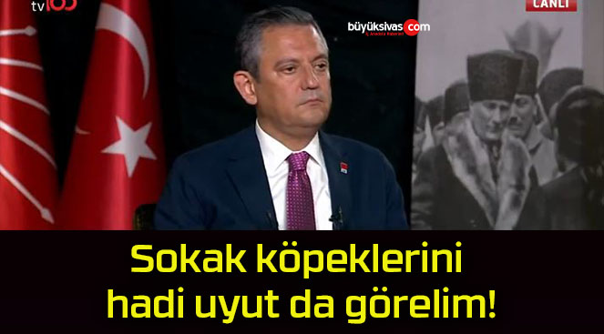 Sokak köpeklerini hadi uyut da görelim!