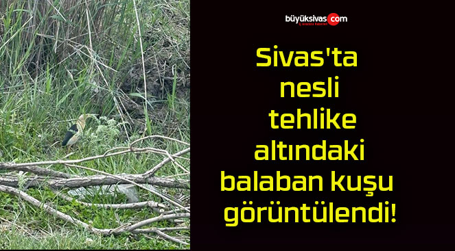 Sivas’ta nesli tehlike altındaki balaban kuşu görüntülendi!