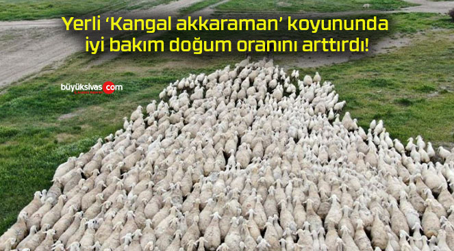 Yerli ‘Kangal akkaraman’ koyununda iyi bakım doğum oranını arttırdı!