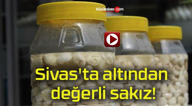 Sivas’ta altından değerli sakız!