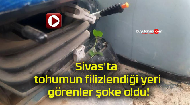 şoke