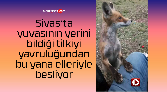 Sivas’ta yavruyken bulduğu tilkiyi elleriyle besleyerek büyüttü