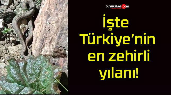 İşte Türkiye’nin en zehirli yılanı!