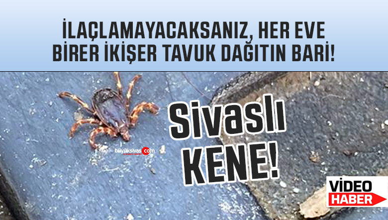 Sivas’ı keneler istila etti… Sık sık ilaçlama yapılmalı