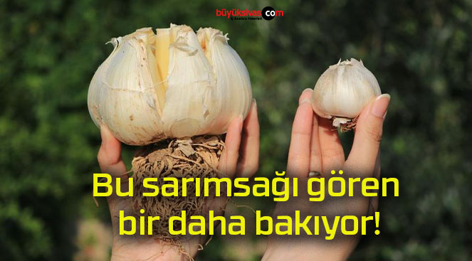 Bu sarımsağı gören bir daha bakıyor!