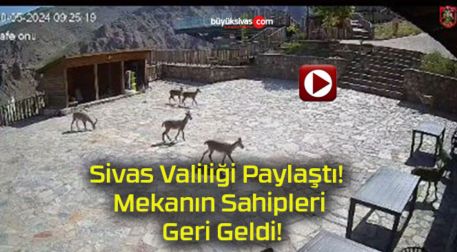 Sivas Valiliği Paylaştı! Mekanın Sahipleri Geri Geldi!
