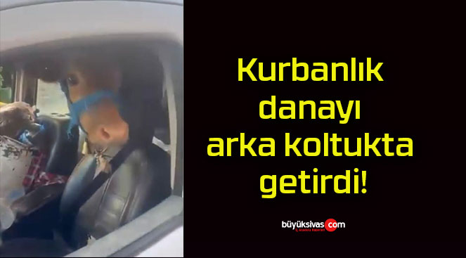 Kurbanlık danayı arka koltukta getirdi!