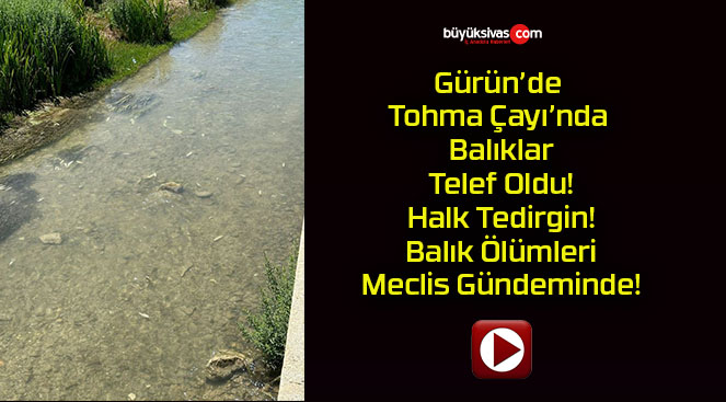 Gürün’de Tohma Çayı’nda Balıklar Telef Oldu! Halk Tedirgin! Balık Ölümleri Meclis Gündeminde!