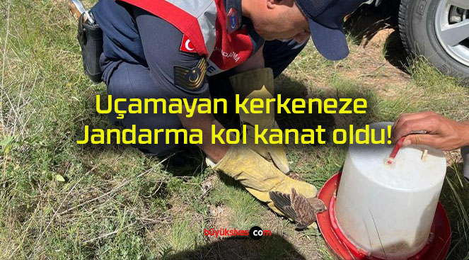Uçamayan kerkeneze Jandarma kol kanat oldu!