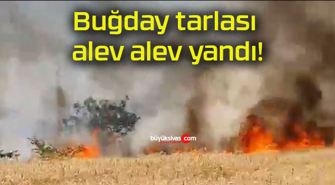 Buğday tarlası alev alev yandı!