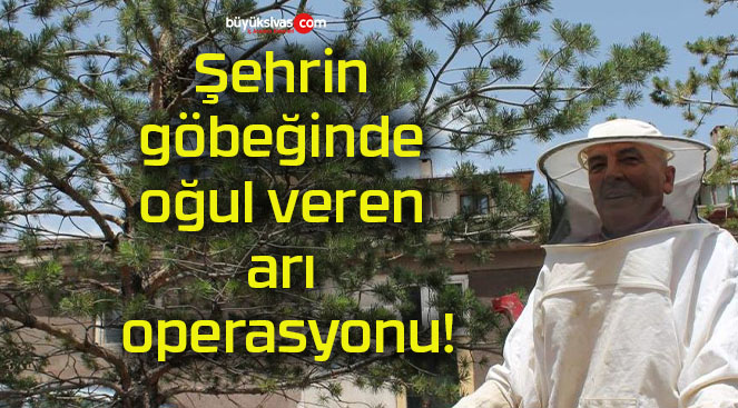 Şehrin göbeğinde oğul veren arı operasyonu!